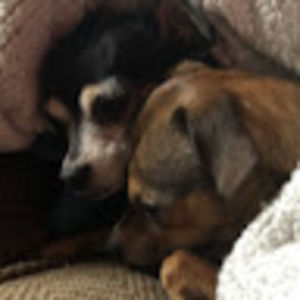 Meet your Posher, Lauren and dennis